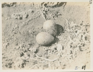 Image: Eggs of Great Black Back Gull